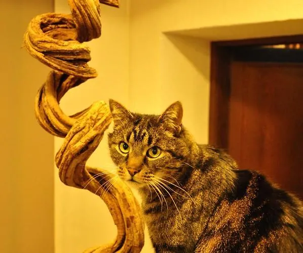 Badl - מלון הל אין טירול